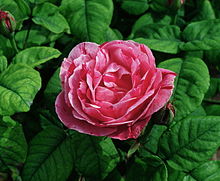 'Ferdinand Pichard' Rosa 'Ferdinand Pichard'.jpg