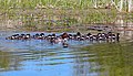 Saskatchewan Wetlands