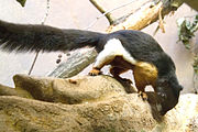 Callosciurus