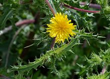 Scolymus April 2013-2.jpg