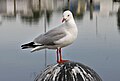 Una Larus novaehollandiae en Sale, Australia. Por Fir0002.