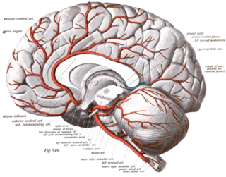 Orbitofrontal artery