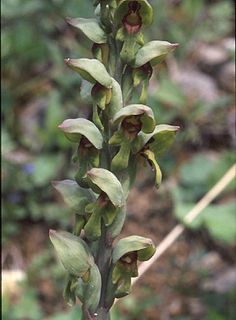 <i>Steveniella</i> Genus of orchids