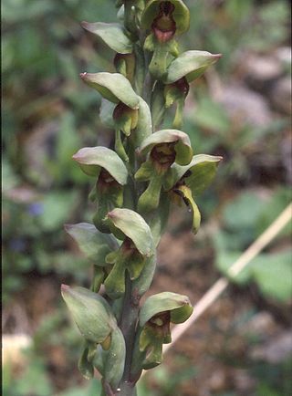 <i>Steveniella</i> Genus of orchids