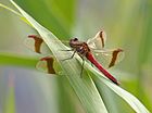 Sympetrum pedemontanum (Gebänderte Heidelibelle, Männchen) [D]