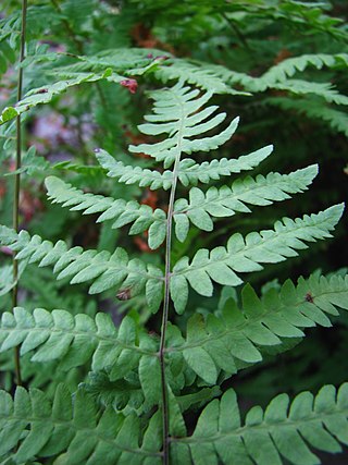 <i>Thelypteris palustris</i> Species of fern