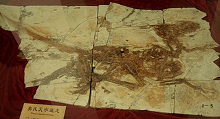 <i>Tianyuraptor</i> Extinct genus of dinosaurs