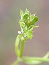 Valerianella muricata 1.jpg