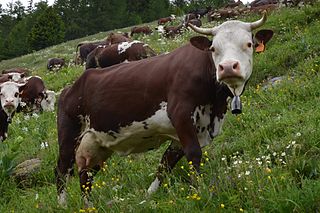 <span class="mw-page-title-main">Valdostana Pezzata Rossa</span> Breed of cattle