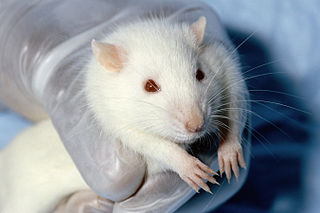 <span class="mw-page-title-main">Animal testing</span> Use of animals in experiments