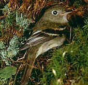 Yellow-bellied flycatcher