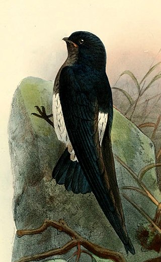 <i>Zoonavena</i> Genus of birds