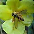 Buchenschwebfliege (Melangyna cincta)