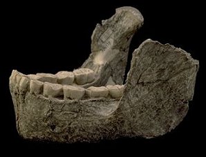 <span class="mw-page-title-main">Peninj Mandible</span> Hominin fossil