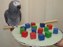 <span class="mw-page-title-main">Alex (parrot)</span> Parrot used for experiments (1976–2007)