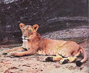 <span class="mw-page-title-main">Elsa the lioness</span> Female lion bred in captivity