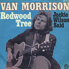 Redwood Tree (song) 1972 single by Van Morrison