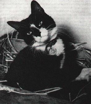 <span class="mw-page-title-main">Simon (cat)</span> Ships cat on HMS Amethyst