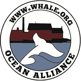 <span class="mw-page-title-main">Ocean Alliance</span> American cetacean conservation non-profit