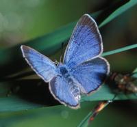 The rare Palos Verdes Blue Butterfly PVBlue.jpg