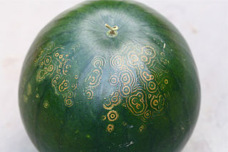 <i>Watermelon mosaic virus</i> Species of virus