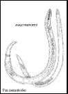 <i>Paratylenchus hamatus</i> Species of roundworm