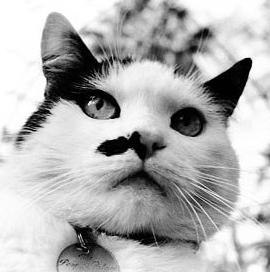 <span class="mw-page-title-main">Smudge (People's Palace cat)</span> Cat at the Peoples Palace museum, Glasgow