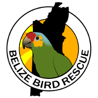 <span class="mw-page-title-main">Belize Bird Rescue</span> Avian rescue and rehabilitation centre in Belize