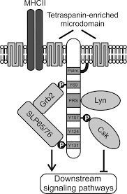 <span class="mw-page-title-main">SCIMP protein</span>