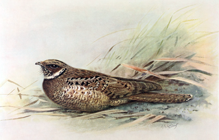 <span class="mw-page-title-main">Jamaican poorwill</span> Species of bird