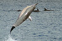 Hawaiian spinner dolphin spinning