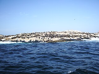 Seal Island, South Africa Island in False Bay, South Africa