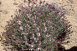 <i>Erysimum</i> Genus of flowering plants