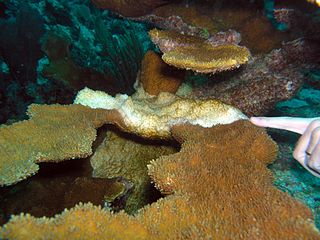 <span class="mw-page-title-main">White band disease</span> Disease affecting marine corals