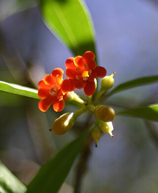 <span class="mw-page-title-main">Theophrastoideae</span> Subfamily of flowering plant family Primulaceae