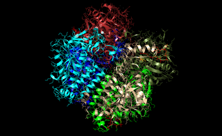 <span class="mw-page-title-main">Enoyl-CoA hydratase</span>