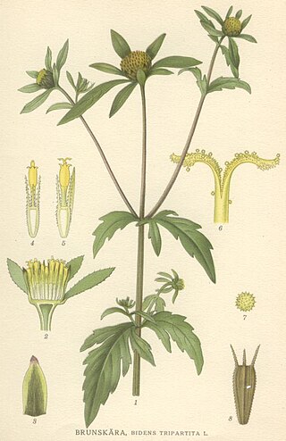 <i>Bidens</i> Genus of plants