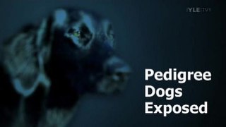 <i>Pedigree Dogs Exposed</i> 2008 documentary by BBC One