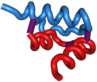 Structure of relaxin-3 Relaxin-3 structure.jpg