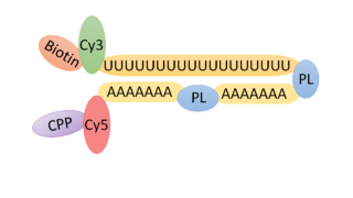 <span class="mw-page-title-main">Transcriptome in vivo analysis tag</span>