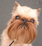 A Brussels Griffon