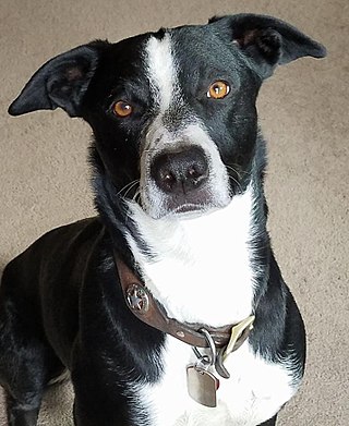 <span class="mw-page-title-main">McNab dog</span> Dog breed