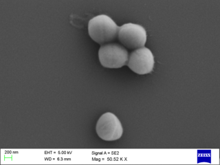 <i>Staphylococcus haemolyticus</i> Species of bacterium