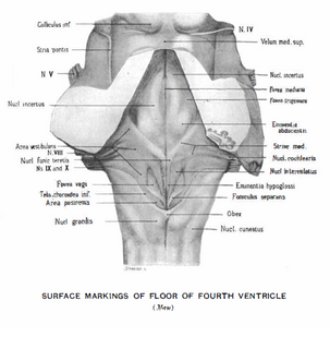 Nucleus incertus