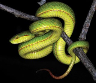 <i>Trimeresurus salazar</i> Species of snake