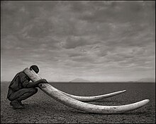 Ranger with Tusks of Killed Elephant, Amboseli, 2011 Nick Brandt-Ranger-with-Tusks-of-Killed-Elephant-Amboseli-2011-800px.jpg