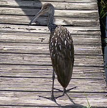 Limpkin Myakka Limpkin.jpg