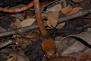 <i>Stenophis</i> Genus of snakes