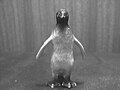 Figure of a penguin