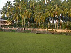 Paddy field in the village